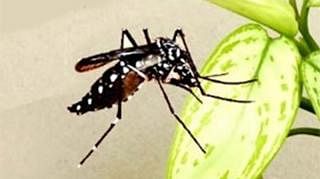 Aedes mosquito. Prothom Alo File Photo