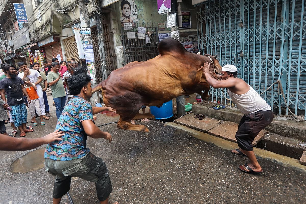 Muslims try to restrain a bull for sacrifice during Eid-ul-Azha in Dhaka on 12 August, 2019. Photo: AFP