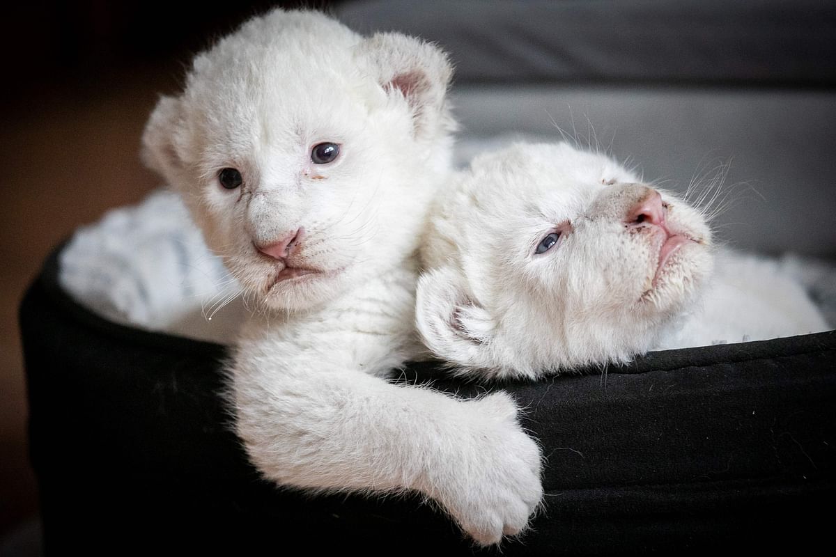 A picture taken on 11 August 2019, shows two white lion cubs laying in their basket at the association `Caresse de tigre`, at La Mailleraye-sur-Seine, northwestern of France. The two white lion cubs, named Nala and Simba, were born at the end of July 2019 at the association. Photo: AFP