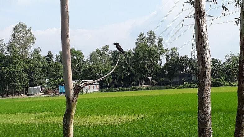 A black drongo perches on a dry branch of a tree beside a green rice field in Sirajganj`s Rayganj on 13 August, 2019. Photo: Sajedul Alam