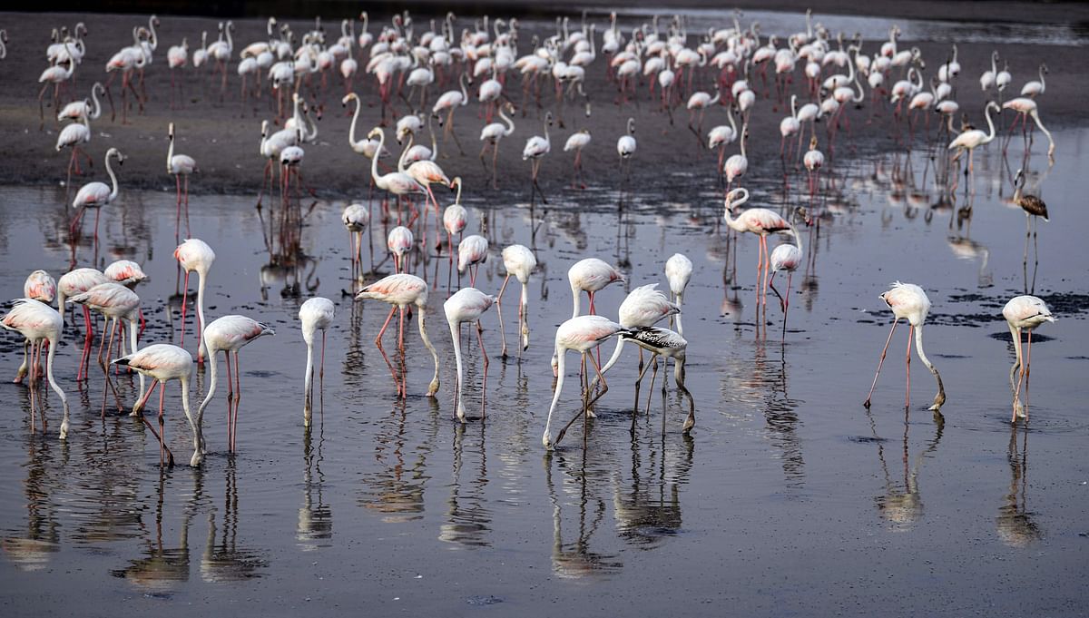 Pink flamingoes feed in the mud flats at the Ras al-Khor Wildlife Sanctuary in Dubai on 13 August 2019. Photo: AFP