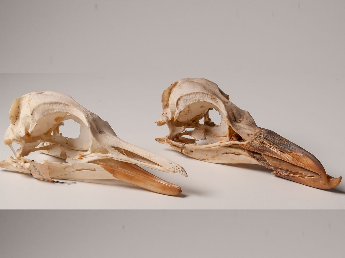 Penguin skull. Photo: Collected