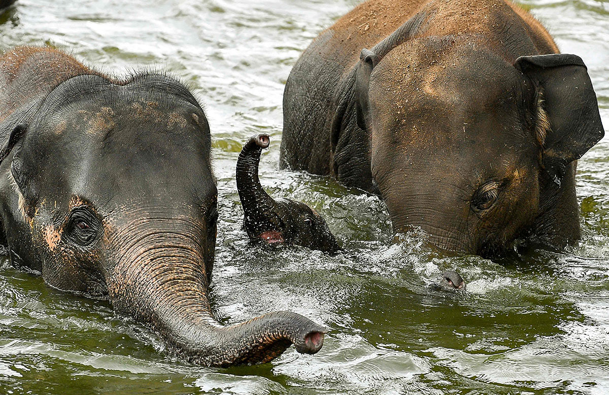 A young elephant from Asia bathes with adults in its enclosure at the Pairi Daiza Zoo in Brugelette, eastern Belgium, on 15 August 2019. Photo: AFP