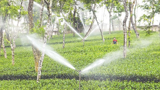 Water being irrigated at the Halda Valley Tea garden at Narayanhat, Fatikchhari upazila in Chattogram. A recent picture by Sowrav Das