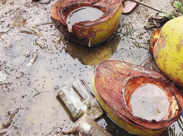 Water accumulated in coconut shells and at open places on the premises of Dhaka Medical College Hospital. This situation is an ideal breeding ground for mosquitoes. Photo: Suvra Kanti Das