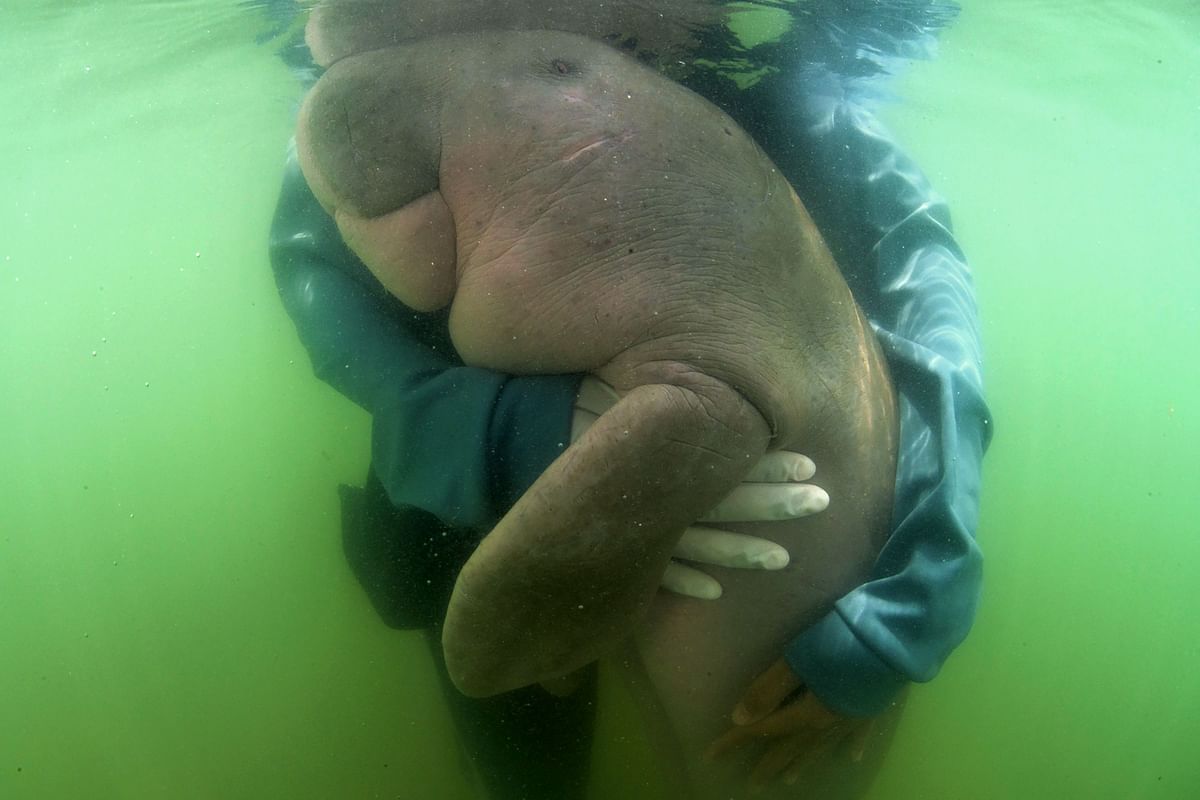 In this file picture taken on 24 May 2019 shows Mariam the dugong as she is cared for by park officials and veterinarians from the Phuket Marine Biological Centre on Libong island, Trang province in southern Thailand. Photo: AFP
