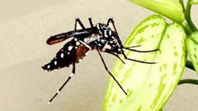 An aedes mosquito