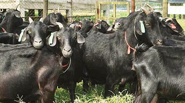 Black Bengal Goat. File photo