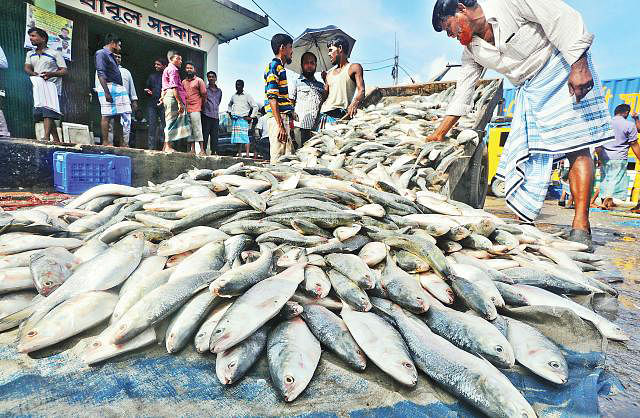 Fishermen return from sea with trawler filled with Hilsa fish. Sourav Das took this photo from Fishery Ghat Natun Bazar area, Chattogram on Tuesday.