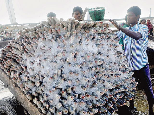 Selling of Hilsa fish increases as fishermen returns from sea with trawlers filled with Hilsa. Tho photo shows the hustle and bustling at Fishery Ghat Natun Bazar area, Chattogram on Tuesday. Photo: Sourav Das