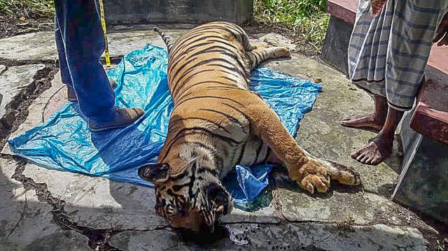 Official of the forest department recovers the dead tigress. Photo: Collected