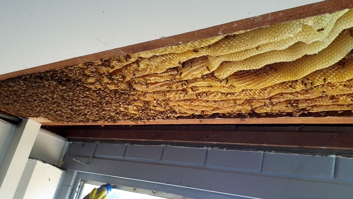 A beehive is pictured before removal in Brisbane, Australia on 17 August 2019 in this still image obtained on 21 August 2019 from social media video. Photo: AFP