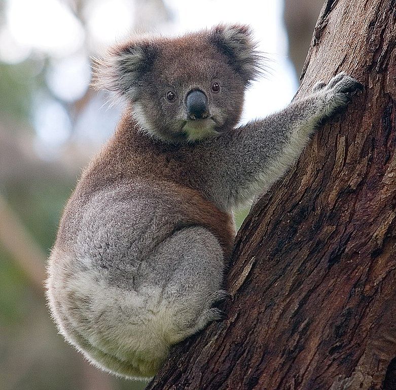 Koala climbing tree. Photo: Wikipedia