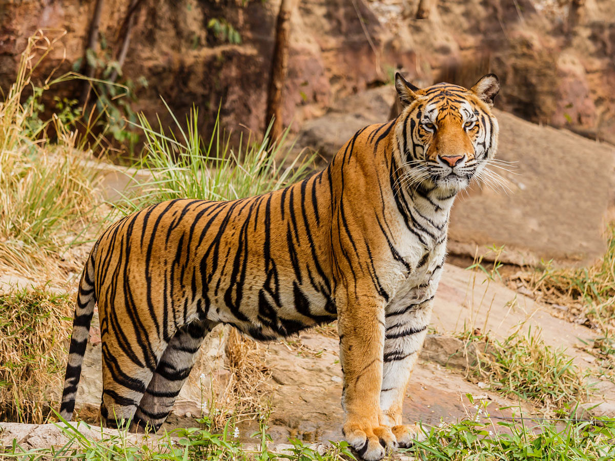 Tiger. Photo: Wikimedia Commons