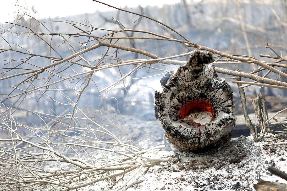 A charred trunk is seen on a tract of Amazon jungle that was recently burned by loggers and farmers in Porto Velho, Brazil 23 August, 2019. Photo: Reuters