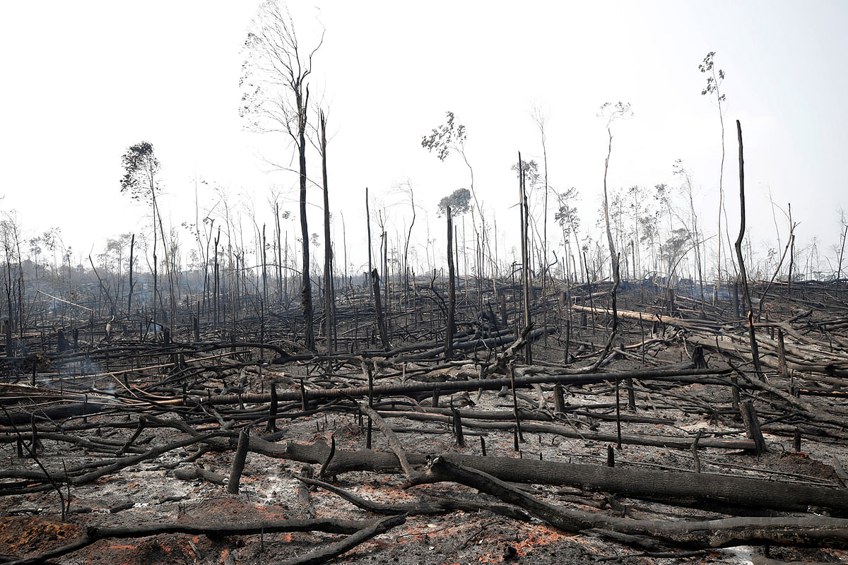 Charred trunks are seen on a tract of Amazon jungle that was recently burned by loggers and farmers in Porto Velho, Brazil 23 August, 2019. Photo: Reuters