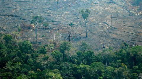 Study Documents a Halt to Deforestation in Brazil's Atlantic