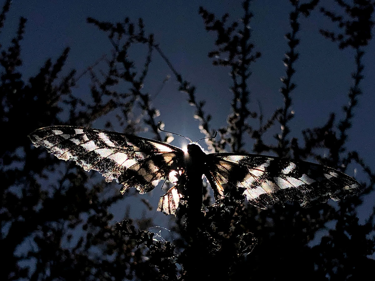 A butterfly sits on a tree in Los Angeles, California, US, 24 August 2019. Photo: Reuters
