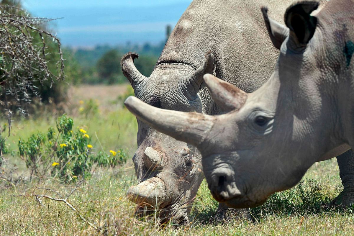 Najin (background), 30, and her offspring Fatu, 19, two female northern white rhinos, the last two northern white rhinos left on the planet, graze in their secured paddock on 23 August 2019 at the Ol Pejeta Conservancy in Nanyuki, 147 kilometres north of the Kenyan capital, Nairobi. Photo: AFP