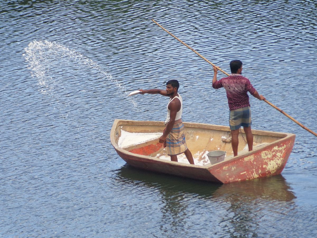 Two workers scattering fertilizer at a fish enclosure at Poura Sadar Dighi in Chttogram on 25 August. Photo: Iqbal Hossain