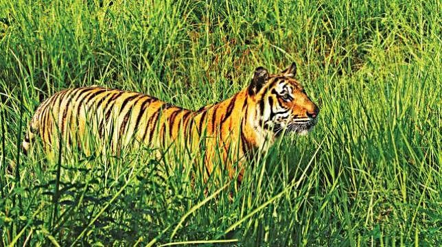Tigers must be saved from poachers