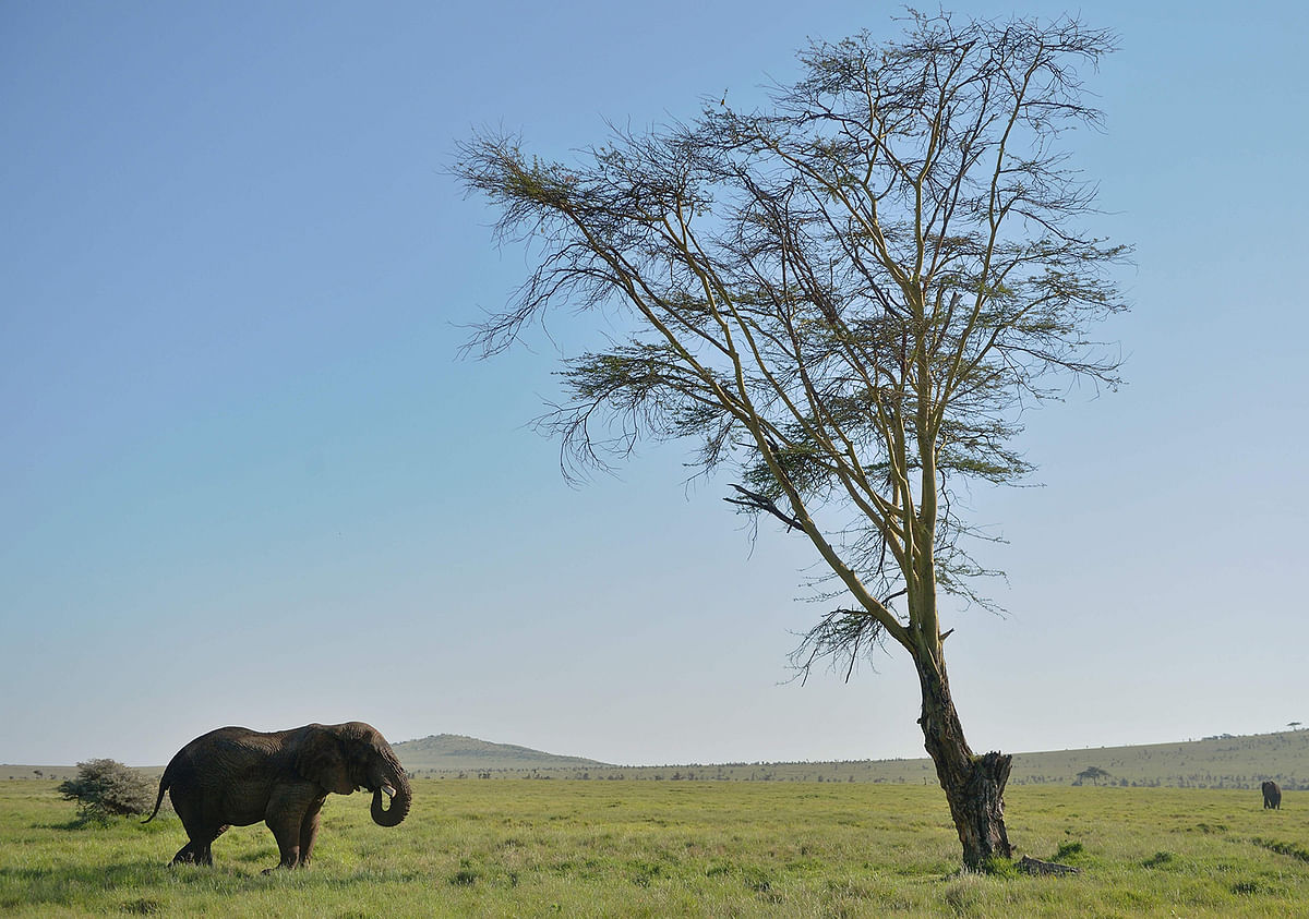 This file photo taken on 21 May 2015 shows an elephant at the Lewa Wildlife Conservancy at the foot of Mount Kenya, approximately 300 km north of the capital Nairobi. Photo: AFP