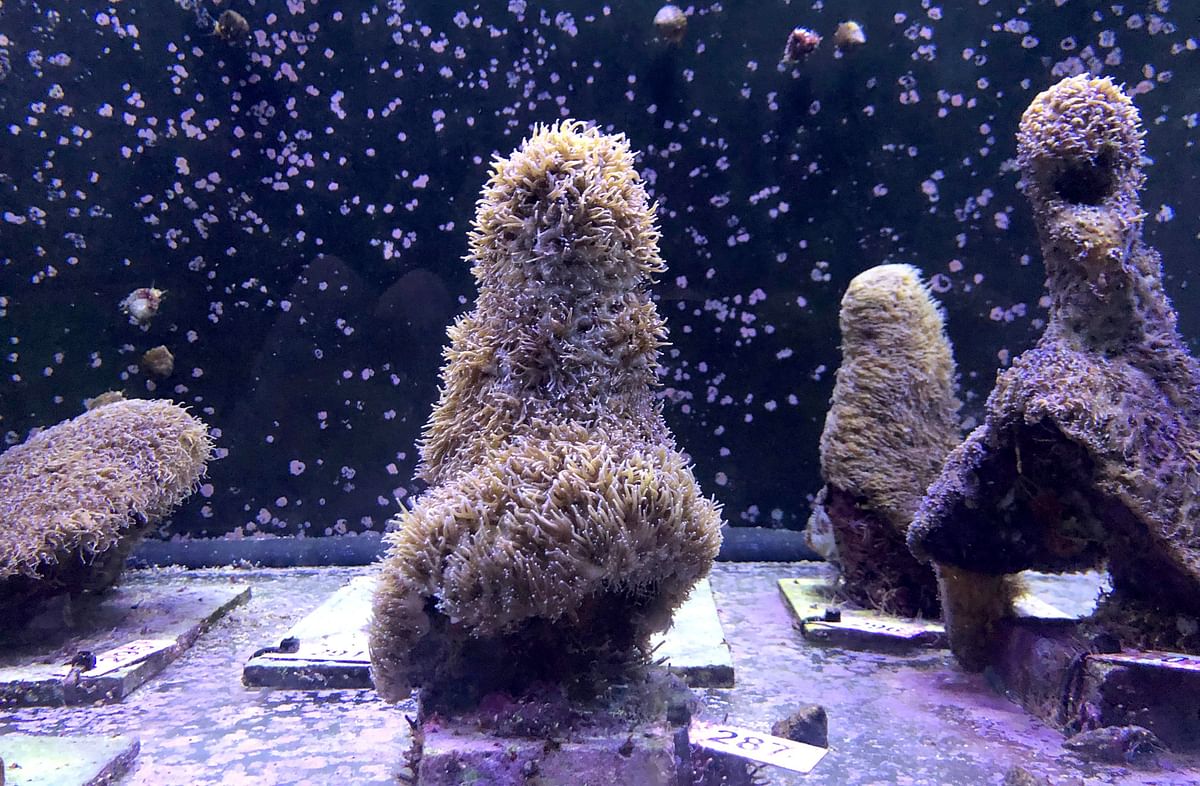 Pillar corals in a water tank at the labs of The Florida Aquarium Conservation Center in Apollo Beach where recently the spawning occurred on 22 August in Apollo Beach, Florida. Photo: AFP