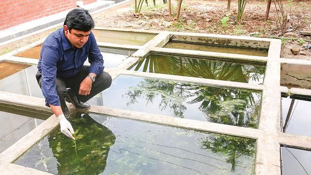 Mohammed Almujaddade Alfasane working in the research plant at Botany Department, DU. Photo: Prothom Alo