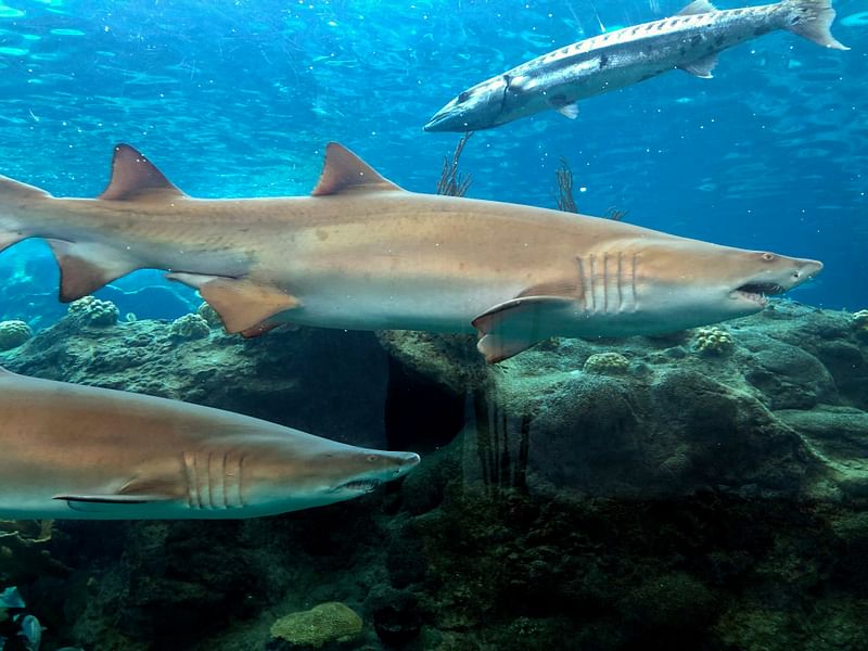 Sand Tiger sharks and a barracuda swim in a tank at the Florida Aquarium exposing Florida’s natural ecosystem on 22 August at Apollo Beach, Florida. Photo: AFP