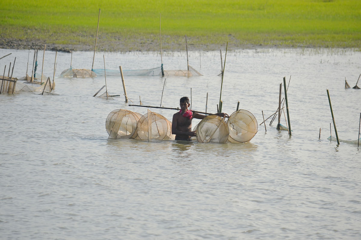 A fisherman set up net in the water for catching fish at Komorpur, Dogachhi, Pabna on 27 August. Photo: Hasan Mahmud