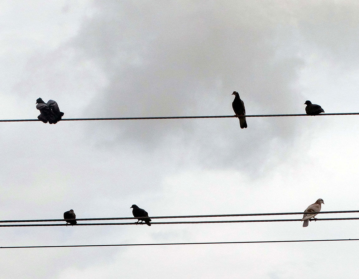 Pigeons perched on electric cables at Shubhogachha, Khamarkandi, Sherpur in Bogura on 27 August. Photo: Sabuj Chowdhury
