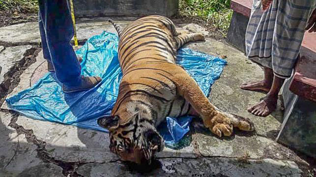 The forest department officials recover the dead tigress. File Photo
