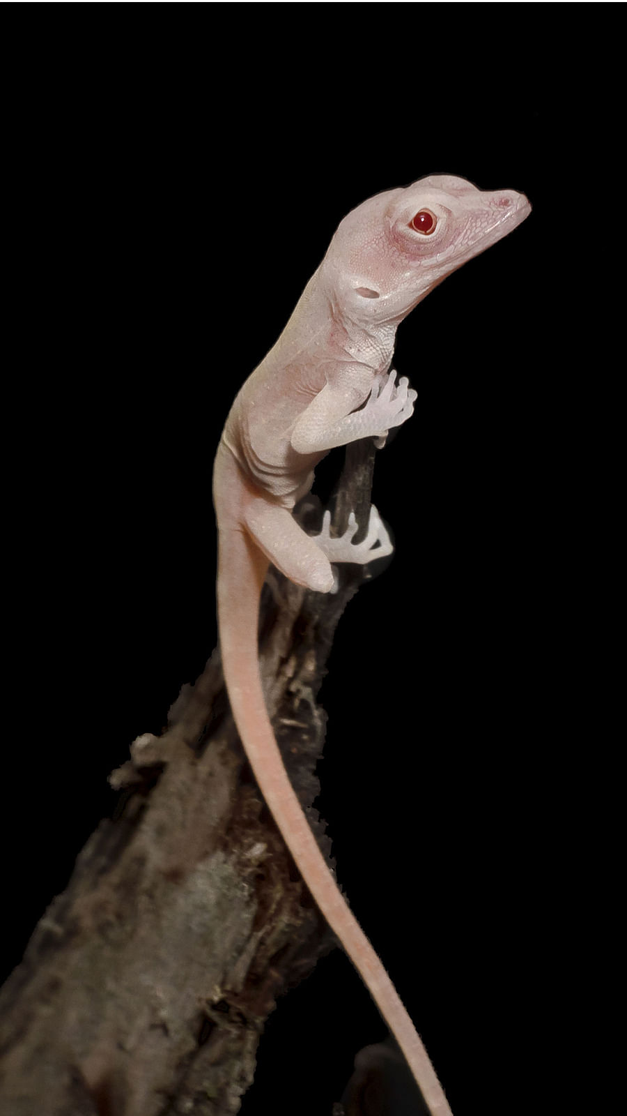 This undated handout photo obtained 27 August 2019 courtesy of Doug Menke and the University of Georgia shows an albino lizard. Photo: AFP