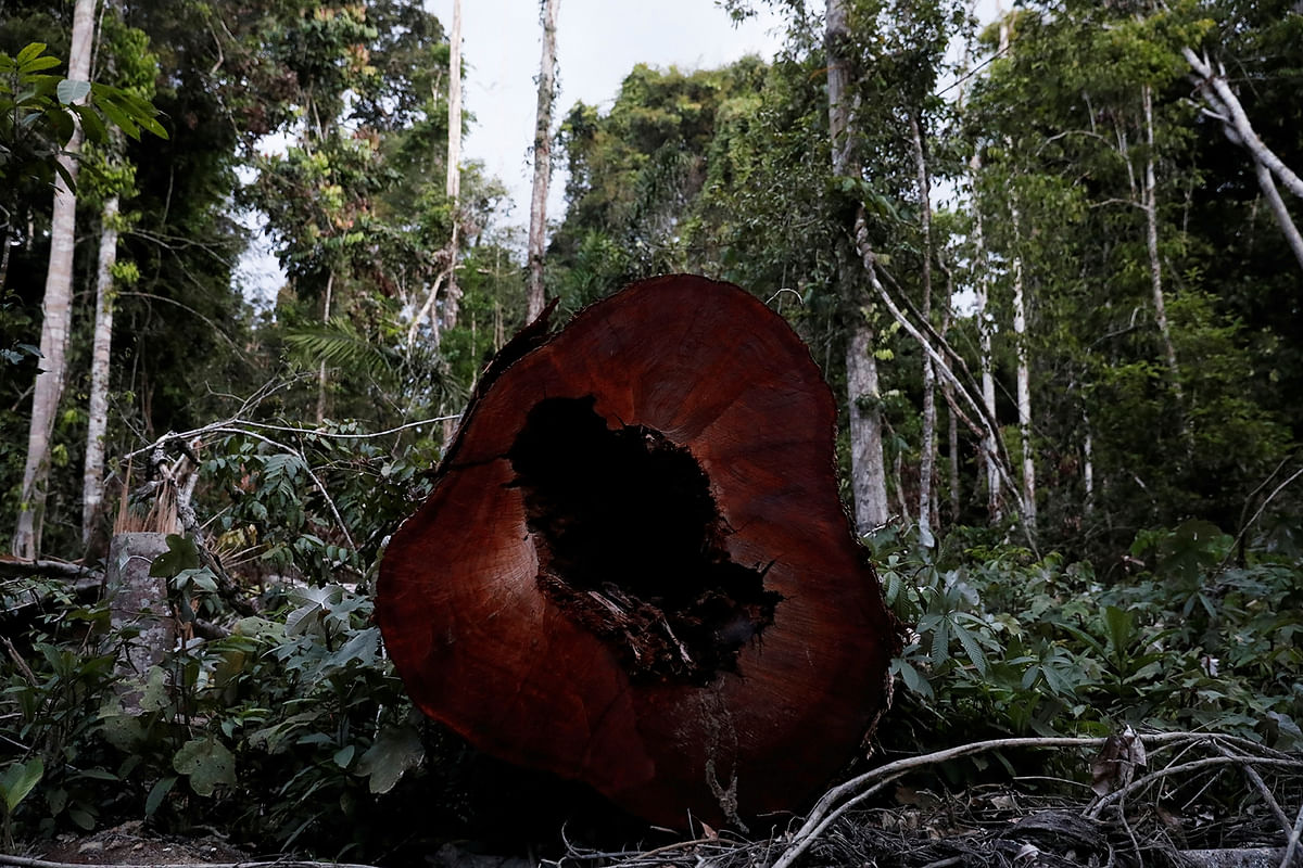 A trunk of tree recently cut illegally is pictured from the Amazon rainforest, recently cleared by loggers and farmers, before burning it near Altamira, Para state, Brazil on 28 August 2019. Photo: Reuters