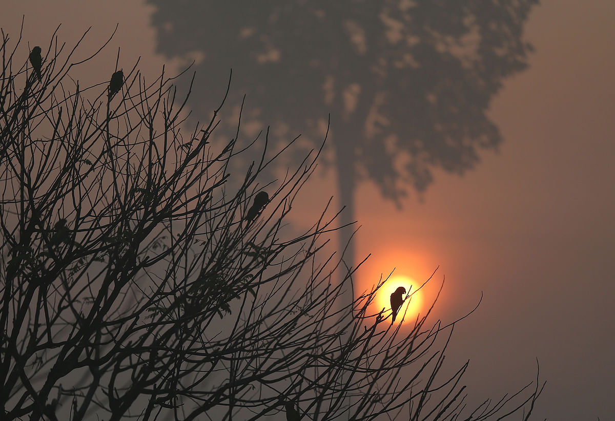 Birds are pictured as the sun rises amid smoke from a burning tract of Amazon jungle as it is cleared by loggers and farmers near Porto Velho, Brazil on 28 August 2019. Photo: Reuters