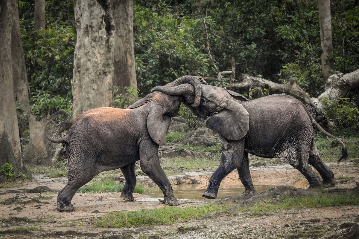 In this photograph taken on April 11, 2019, a pair of wild forest elephants fight in Bayanga Equatorial Forest, part of the Dzangha Sanga Reserve, the last refuge of forest elephants and Central African gorillas, in south-western Central African Republic. Photo: AFP