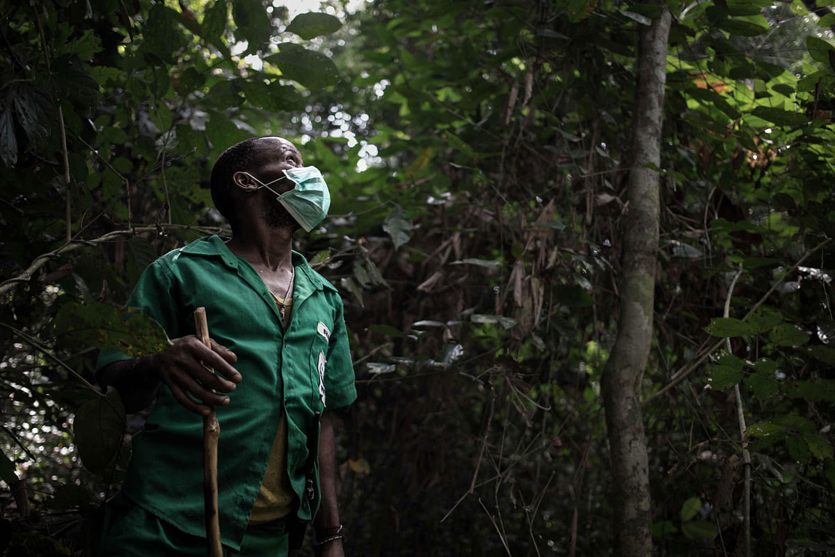 In this photograph taken on April 14, 2019, a pygmy ranger searches for gorilla tracks in the Bayanga Equatorial Forest, part of the Dzangha Sanga Reserve, the last refuge of forest elephants and Central African gorillas, in south-western Central African Republic. in south-western Central African Republic. Photo: AFP