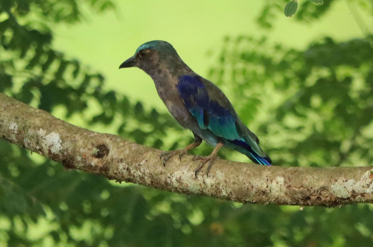 A roller bird sitting in a Korai tree in Teenmile area of Khagrachhari on 31 August. Photo: Nirob Chowdhury.