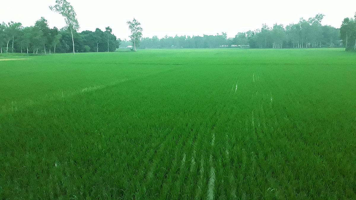 The lush green fields at Mokimpur area of Raipur upazila in Sirajganj on 30 August. Photo: Sajedul Alam