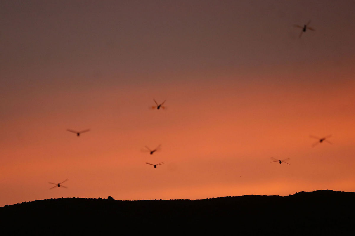 A swarm of dragonflies flying around at the time of dusk in Bakgul area of Sylhet on 30 August. Photo: Anis Mahmud