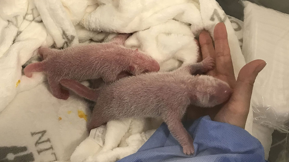 A handout picture made available on 2 September 2019 shows the new born panda twins after their birth on 31 August 2019 by their mother Meng-Meng at Berlin Zoo, Berlin, Germany. Photo: AFP