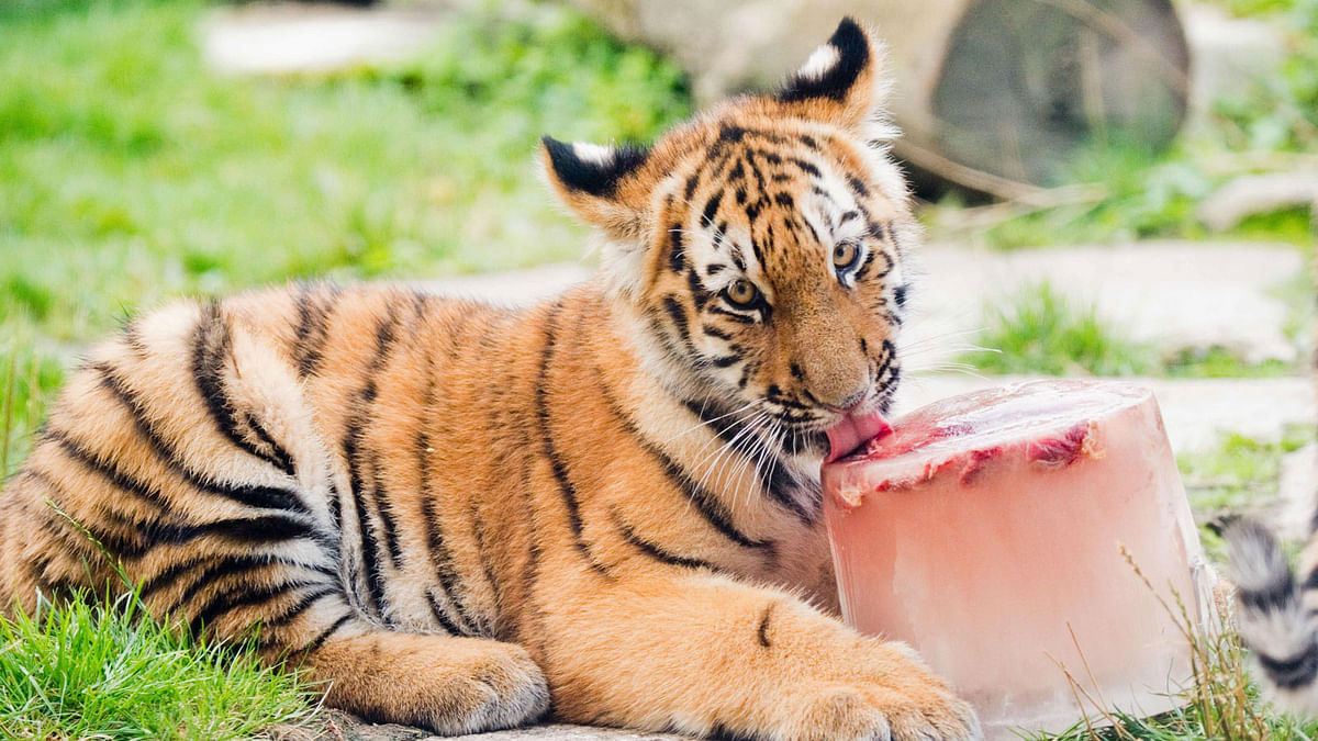 A young Siberian tiger licks an ice cake with pieces of meat at an enclosure on 30 August 2019 at the zoo in Hanover, northern Germany. Photo: AFP