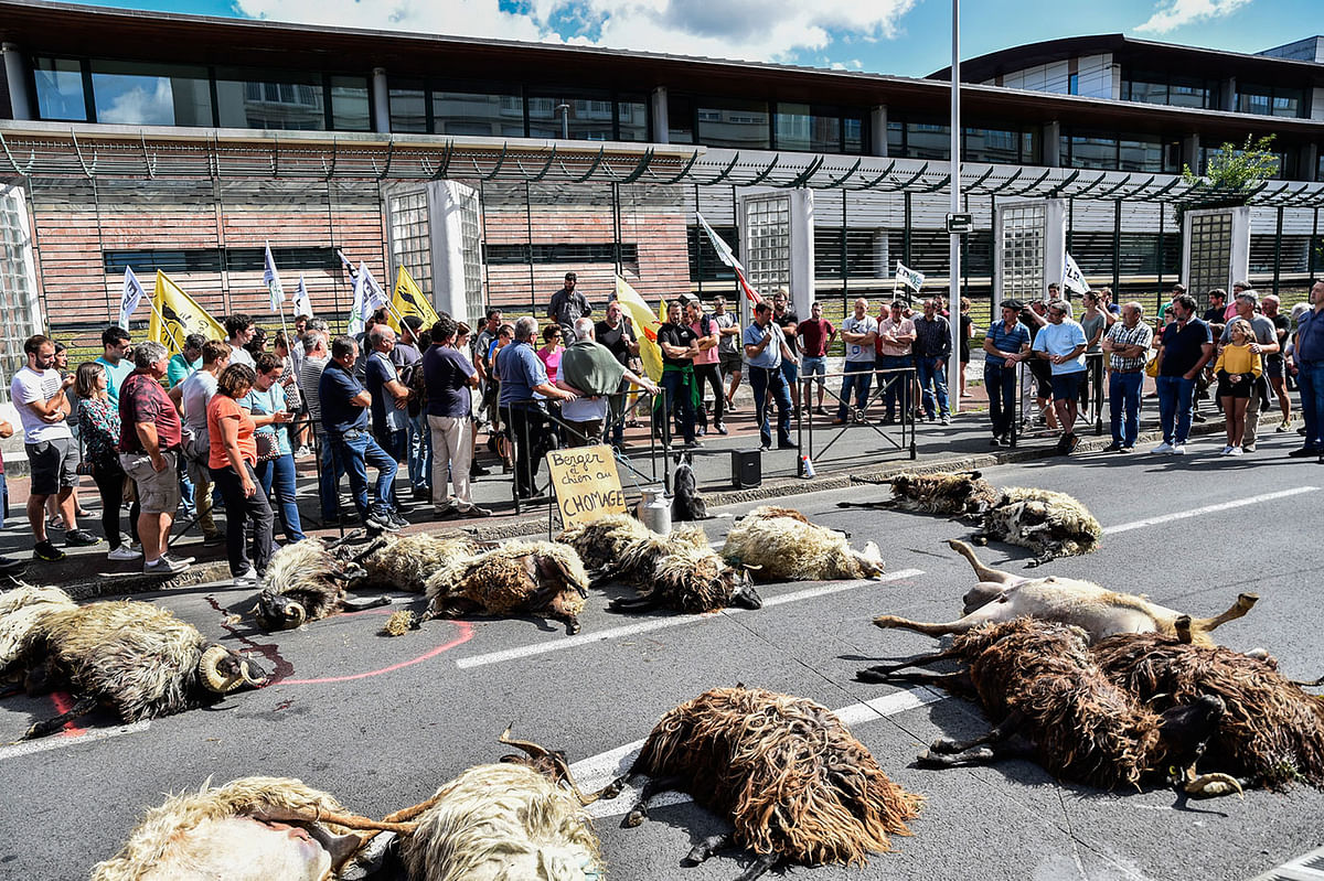 Basque and Bearn breeders deposit corpses of sheep in front of the district`s administrative office to protest against what they denounce as a bear attack against a herd in pasture, on 2 September 2019, in Bayonne, France. Photo: AFP
