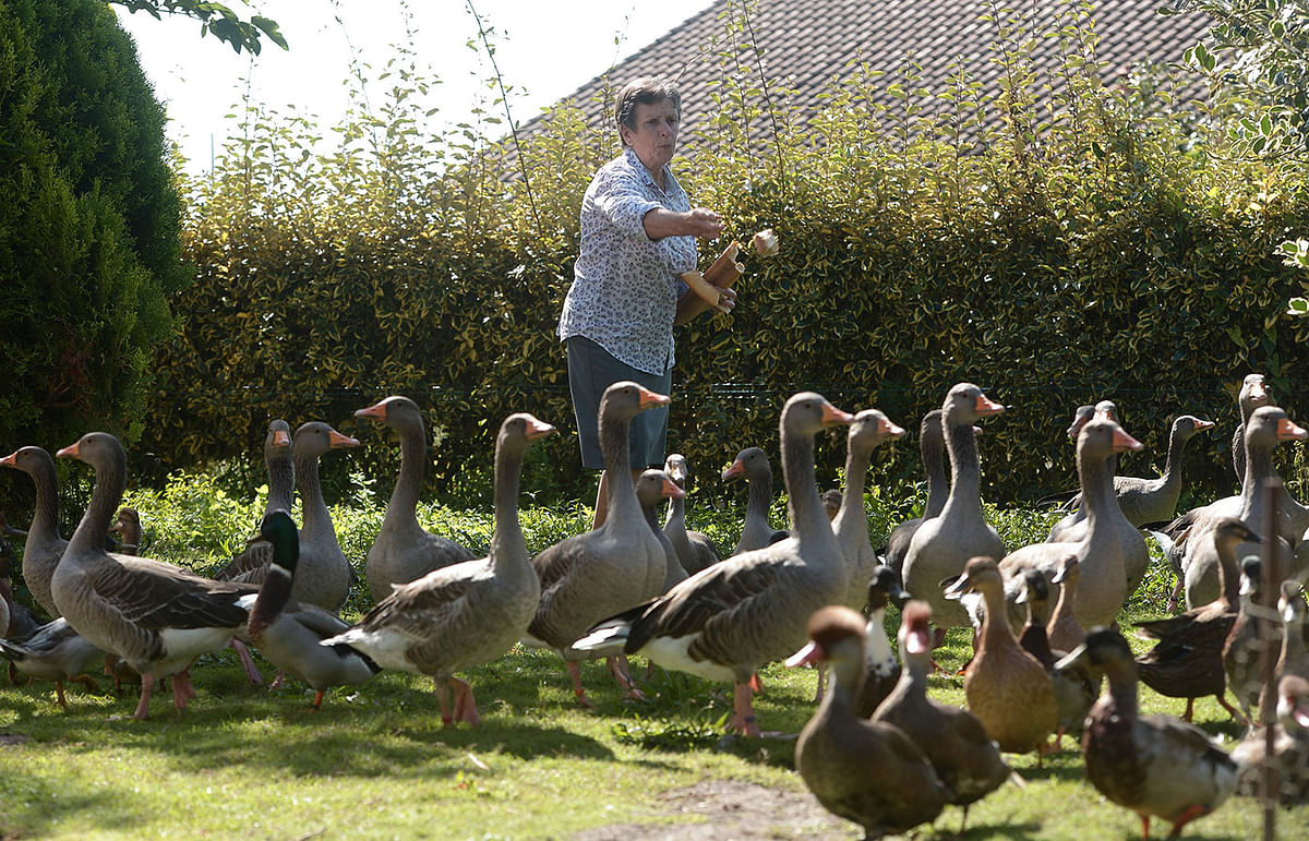 French duck-owner Dominique Douthe, accused by a neighbour of noise disturbance, takes care of her ducks and gooses, in Soustons, in the Landes region, southwestern France on 2 September 2019. The duck-owner is to appear at Dax courthouse. Photo: AFP