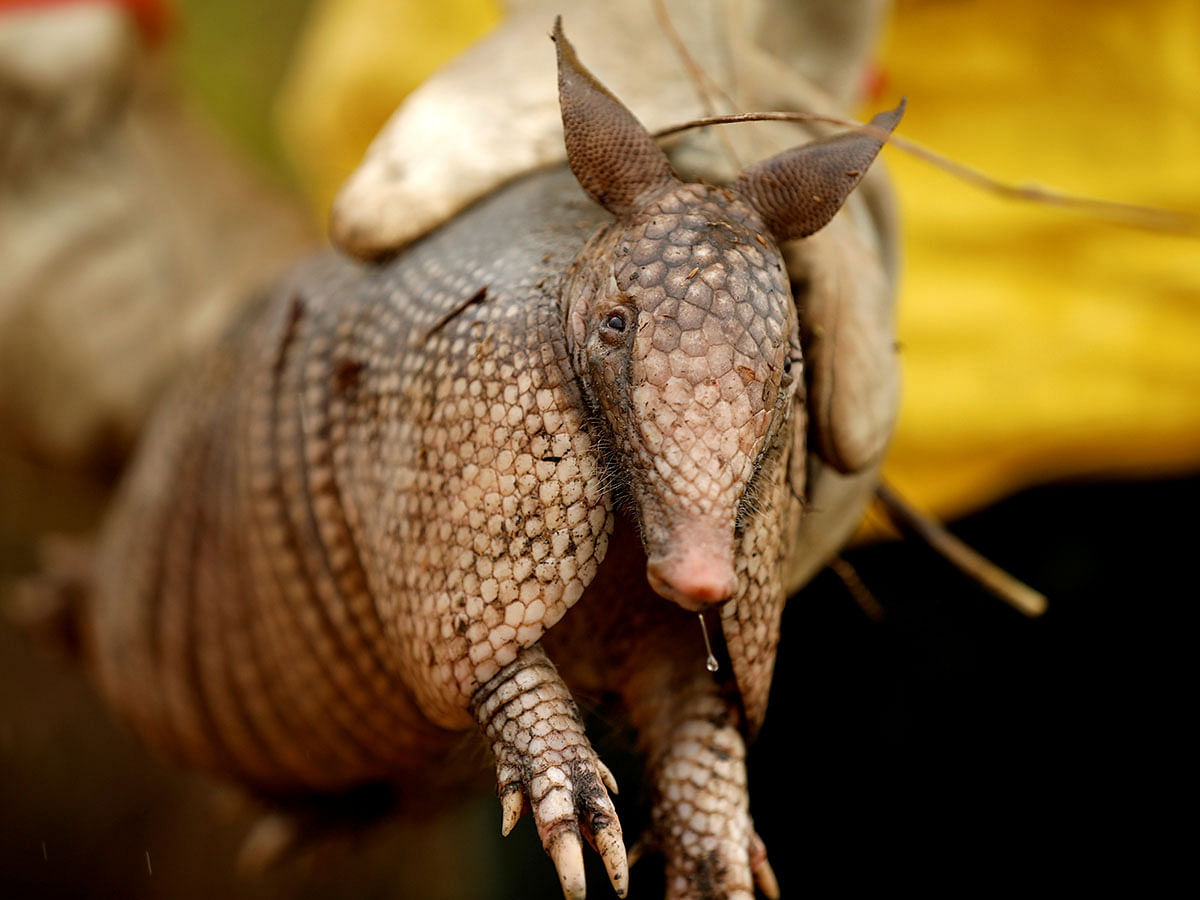 A Brazilian Institute for the Environment and Renewable Natural Resources (IBAMA) fire brigade member shows an injured armadillo as he attempts to control hot points during a fire in Apui, Amazonas state, Brazil on 3 September 2019. Photo: AFP