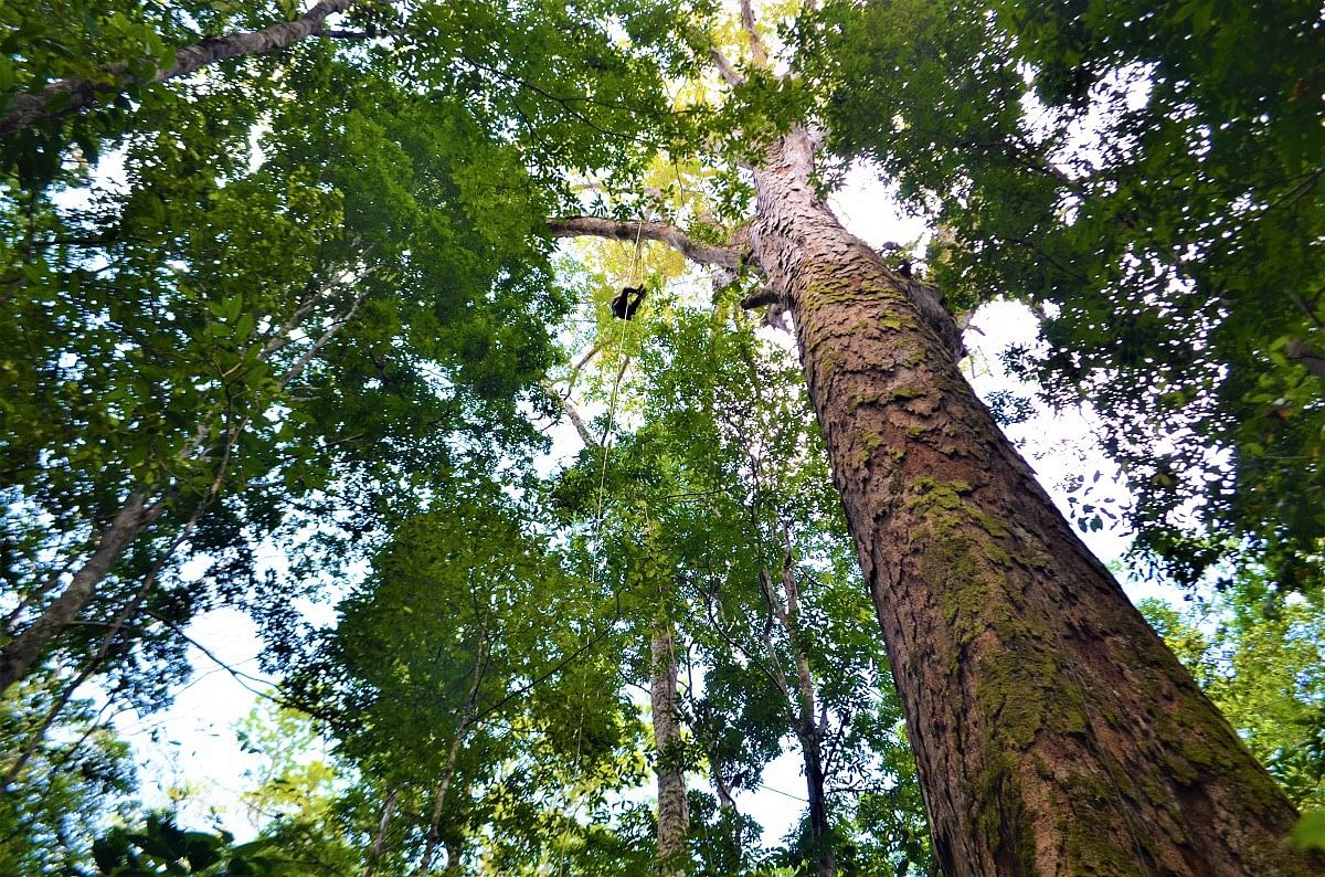 The biggest Dinizia excelsa tree, known in Brazil as Angelim vermelho, found in the Paru State Forest which is shared by the northern Brazilian states of Amapa and Para in the Amazon basin, on 20 August 2019. The tree (pictured here) is 88 metres high and has a circumference of 5,5 metres. AFP file photo