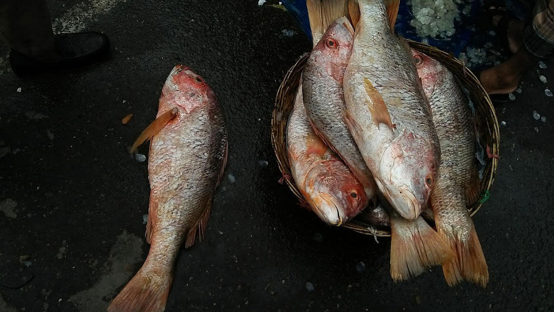 Fish are kept in a basket and on the road after removing the scales along the Panthapath Tejgaon Link Road, Dhaka on 3 September 2019. Photo: Nusrat Nowrin