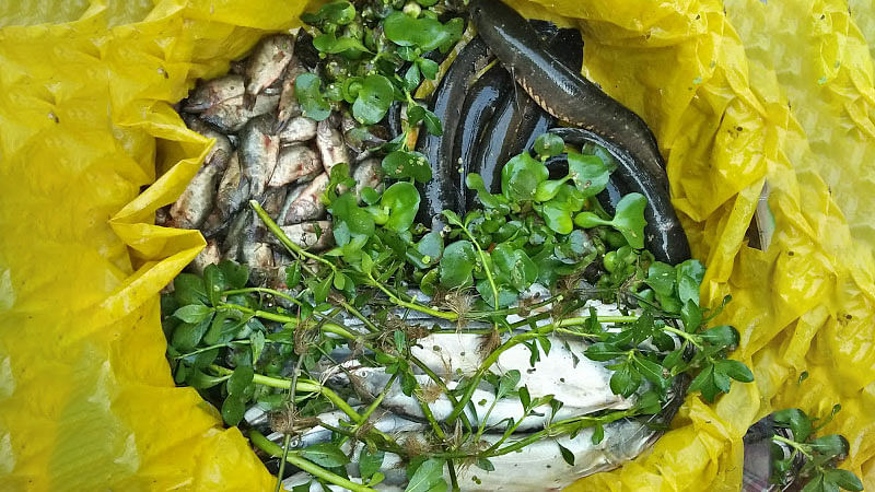 Water hyacinth and other water plants have been used to keep the fish fresh at a street fish market at Panthapath Tejgaon Link Road, Dhaka.Photo: Nusrat Nowrin