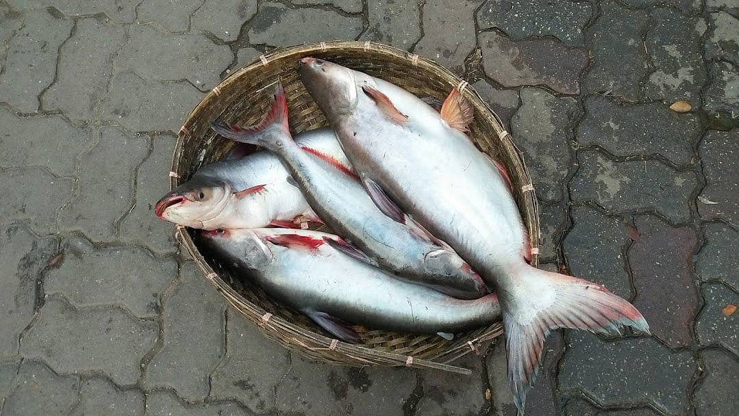 Fish kept in a basket at Panthapath Tejgaon Link Road, Dhaka. A recent photo by Nusrat Nowrin