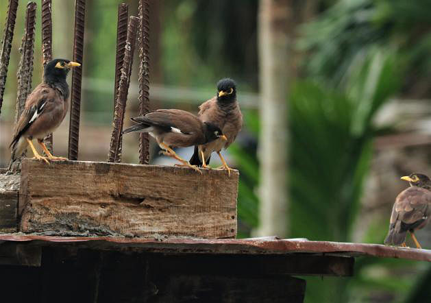 Some common mynas perch on an under-construction building in College Gate, Rangamati on 7 September, 2019. Photo: Supriya Chakma